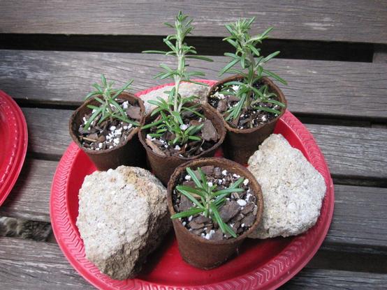 Rosemary plants in "jiffy pots." Rocks are included to keep the pots from blowing over in the wind. On an old, red plastic plate. Sitting on a wooden bench.