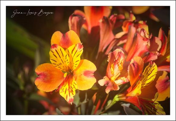 The image captures a close-up of vibrant Alstroemeria flowers, also known as Peruvian lilies. The blossoms display a warm palette of yellows and oranges, with distinct red streaks and spots that add intricate detail to each petal. The petals are delicately shaped, with some curling slightly at the edges, and the lighting enhances their vivid colors and fine textures, creating a glowing effect. The background is softly blurred, emphasizing the sharp focus on the flowers in the foreground. Alstroemeria often symbolizes friendship, devotion, and mutual support in floral language, making the image evoke feelings of warmth and affection.