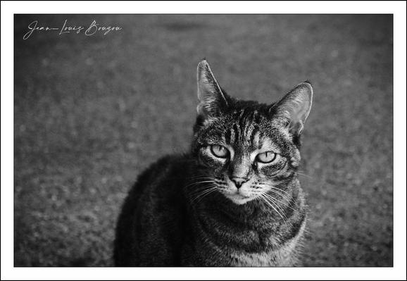 The image is a black-and-white photograph of a cat, captured in sharp focus against a blurred background. The cat's gaze is direct and intense, with its eyes prominently contrasted against its striped fur. The texture of the cat's coat is detailed, showing the pattern of its stripes and the subtle variations in shading. The monochrome tone adds a timeless, contemplative mood to the image, emphasizing the cat's features and expression rather than color. The photograph conveys a sense of quiet strength and curiosity, often associated with feline poise and mystery. The artistic choice of black and white can symbolize simplicity and highlight the subject's natural elegance without distraction.