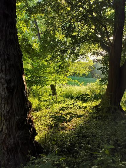 Met groen overdekte bodem in de zon.
