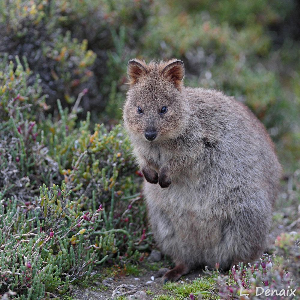 Petit marsupial brun dans les salicornes Petit marsupial brun dans les salicornes