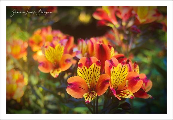 The image showcases a cluster of vibrant flowers, dominated by rich hues of orange and yellow. The petals display a striking gradient—from deep orange at the edges to bright yellow near the center—accentuated by fine, dark streaks that resemble delicate brushstrokes or veins. These markings add a sense of intricate detail and natural artistry, drawing the viewer's eye. The flowers are bathed in warm sunlight, which enhances their vivid colors and creates a soft, glowing effect against a blurred background of green foliage. The overall composition conveys a feeling of warmth, vitality, and natural beauty.
Symbolically, such brightly colored flowers often represent joy, enthusiasm, and positive energy. In artistic terms, the interplay of light and shadow alongside the vivid coloring may evoke the fleeting beauty of nature and the changing seasons, capturing a moment of life and vibrancy.
