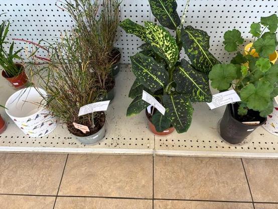 Crotons & Dieffenbachias