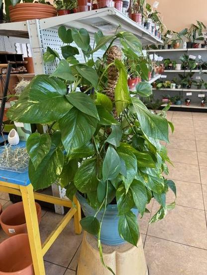 Pothos