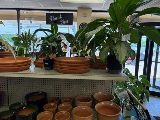 Aglaonema & Dieffenbachia