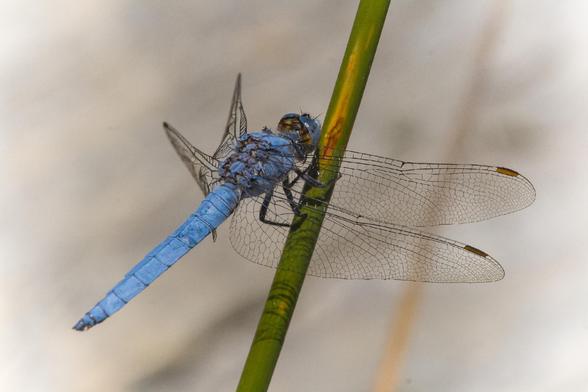 Fotografía de la libélula Orthethum brunneum.