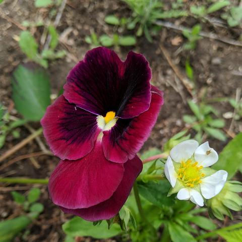 A photo of a dark colored pansy flower that appears red but isn't actually. It's a very dark purple. There is a june bearing strawberry blossom to the right of it.