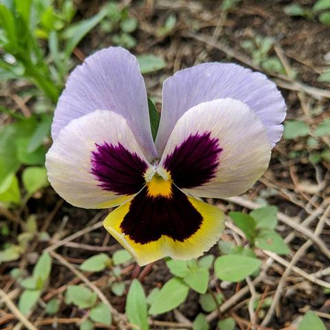 A light lilac colored and white and dark purple with some yellow colored pansy flower. There are many bee balm seedlings below it and behind it and on both sides.