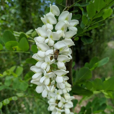 The same bee on another cluster of black locust flowers. The bee is somewhat dark colored.