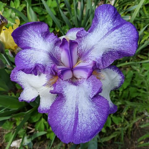 A close cropped photo of a very large bearded iris that is purple and white.