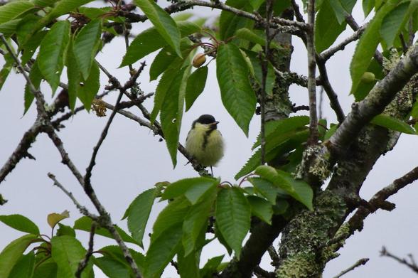 A small bird perched among green leaves and branches, surrounded by a cloudy background.