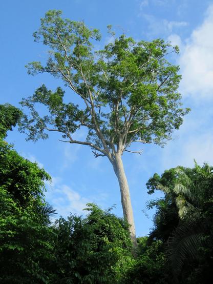 Image of Dipteryx odorata, the taxon in which the compound is found.