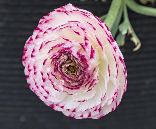 Flower with dozens of thin, concentric petals that spiral inward from the outer edges to a tightly curled center, creating a soothing rhythm of repeating curves.