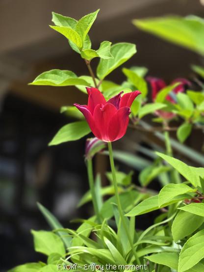 Auf dem Bild sieht man im Vordergrund eine leuchtend rote Tulpe, die auf einem schlanken grünen Stiel aus einem üppigen Blättermeer hervorragt. Die Tulpe ist geöffnet, ihre samtigen Blütenblätter wirken leicht nach außen gebogen, elegant und klar gezeichnet. Das kräftige Rot kontrastiert intensiv mit dem frischen Grün der umliegenden Blätter. Die Pflanze steht im natürlichen Licht, der Hintergrund ist leicht verschwommen, sodass die Tulpe deutlich hervorgehoben wird. Die Szene strahlt Ruhe, Klarheit und eine gewisse stille Erhabenheit aus – wie ein Moment der Natur, der in seiner Schönheit innezuhalten scheint.

Die abgebildete Blume ist eine Tulpe, eine Zwiebelpflanze, die vor allem im Frühling blüht und für ihre symbolische Bedeutung von Liebe, Vergänglichkeit und Neubeginn bekannt ist.