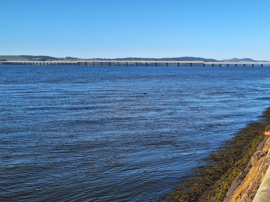 Photo showing a large water (River Tay) with a bridge in the background. The sky is blue, sun shining roughly from the back of the person shooting the picture. There is a black spot in the water that could be anything from a seal to a dolphin (I never saw a fin though), or a small relative of Niseag