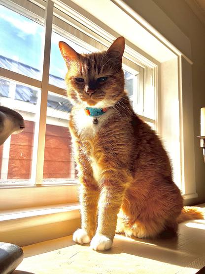 A little ginger cat sits tall, illuminated by sunlight streaming through a window.