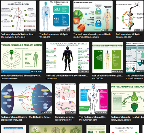 Screenshot - Cannabis wirkt medizinisch über das Endocannabinoidsystem der Wirbeltiere - Bildersuche nach Informationen zum ECS [Endocannnabinoidsystem]