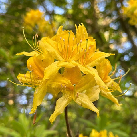 Close up of a yellow rhododendron flowerhead in full sun, all frilly petals and extravagant stamen, with a background of out of focus green leaves and blue sky.