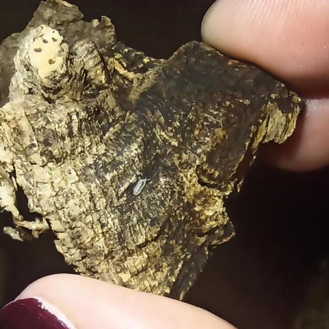 I'm holding a small piece of bark in my fingers. In a crevice there is something that looks like a speck of moss, but is actually a tiny Armadillidium vulgare.