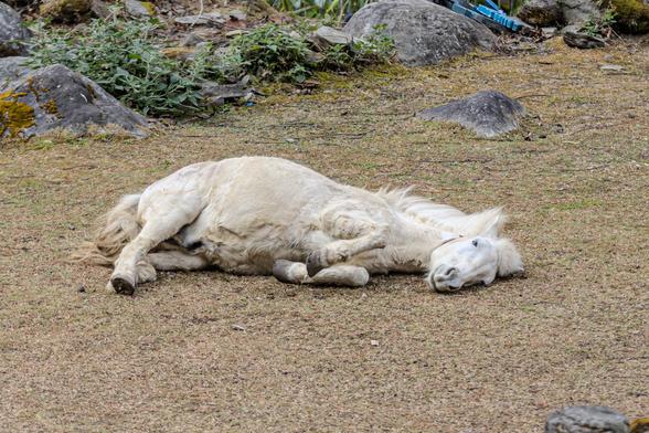 Weißes Pferd wälzt sich auf dem Boden