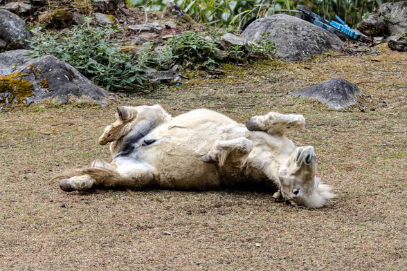 Weißes Pferd wälzt sich auf dem Boden