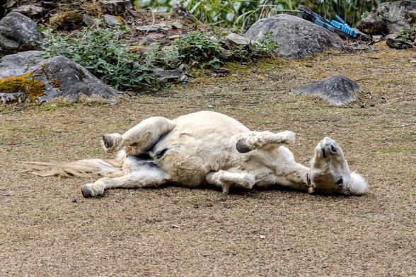 Weißes Pferd wälzt sich auf dem Boden