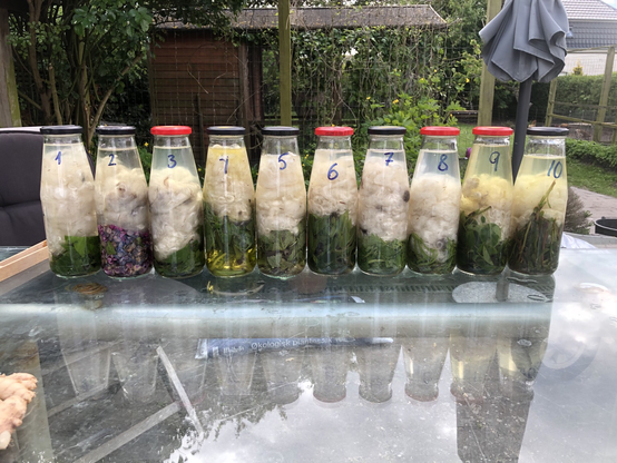 På glasbordet står de ti glasflasker med plante materialer og uld.  Flaske 4,9 og 10 er tydeligt gule. De andre er kun let gule eller ingen farveudvikling. 