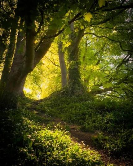 A forest path.