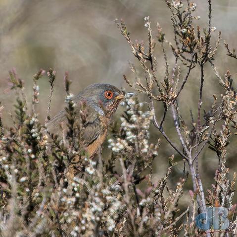 Dartford Warbler tucked away in a heather bush