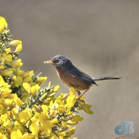 Dartford Warbler on gorse bush with bill full of spider
