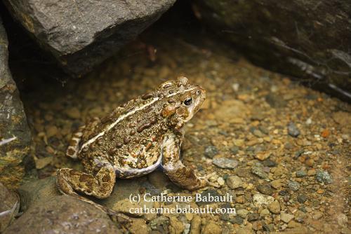 A brown toad sits on gravel in a creek in the shadow of two grey boulders.