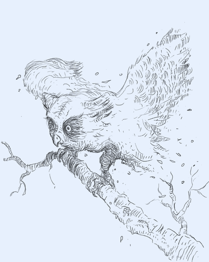 draw of an owl