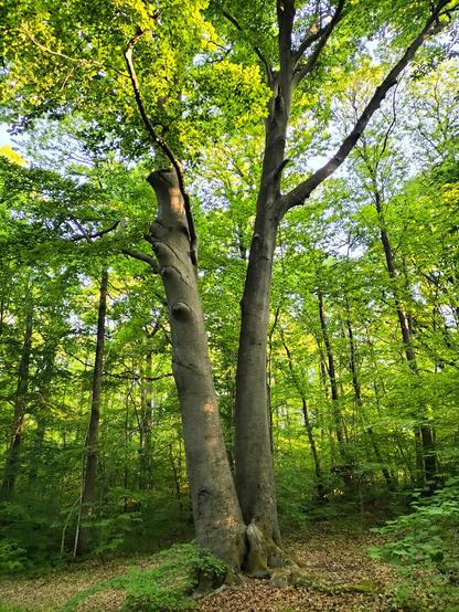 Photo de deux arbres (même racine) qui semblent dialoguer avec leurs branches montrant des chemins. Derrière la forêt est verdoyante et lumineuse