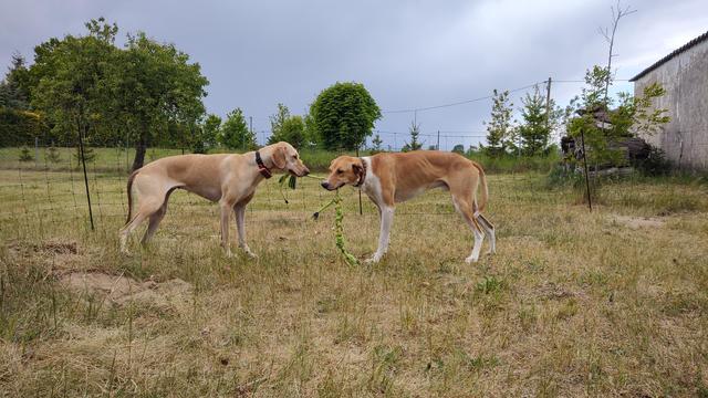 Die selben Hunde zerren an einem Tau.