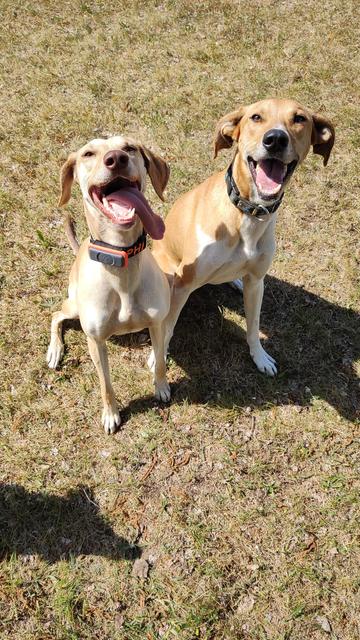 Zwei blonde Hunde, ein Rüde und eine Hündin, sitzen mit hängenden Zungen und schauen happy in die Kamera
