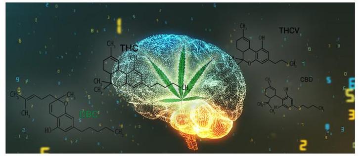 Screenshot 16.05.2025 Darstellung eines Gehirns das leuchtet im dunklen Raum mit Cannabisblatt und Moleküldarstellungen

WAS VERURSACHT EINEN ENDOCANNBINOIDMANGEL?
Jedes Säugetier besitzt ein Endocannabinoid-System. Das für viele Regulierungsfunktionen verantwortliche ECS wird durch die Aufnahme von Phytocannabinoiden stimuliert und löst so eine Reaktion von CB1- und/oder CB2-Rezeptoren aus.

Der Konsum von Cannabis erstreckt sich über Kulturen, Kontinente und Generationen hinweg. Seit Jahrhunderten als natürliche Quelle der Heilkraft genutzt, hat auch das durch Regierungen weit verbreitete soziale Stigma den Zugang zu Cannabis für den größten Teil der Welt illegal gemacht.

https://www.cannaconnection.de/blog/18766-was-ist-klinischer-endocannabinoidmangel