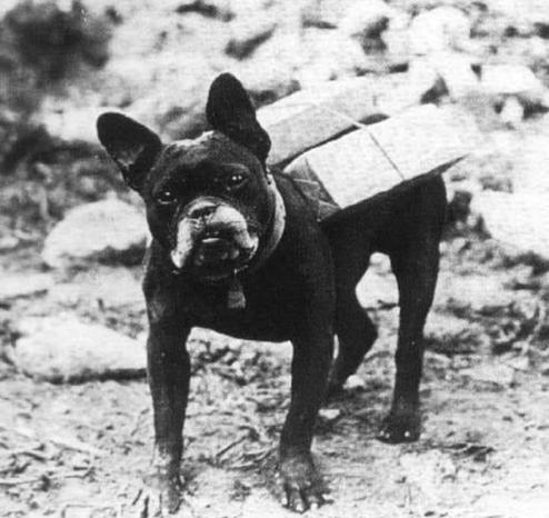 Mutt the cigarette-delivering French bulldog of WWI