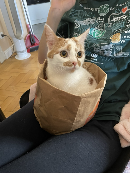 A white cat with orange patches and a pink nose (Peaches) sitting inside a paper bag on a woman’s lap. The woman is wearing a Weblate t-shirt.