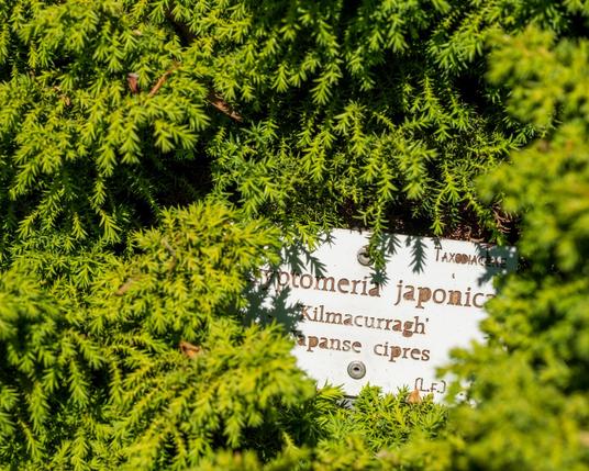 A close-up of bright green cypress or yew foliage with needle-like leaves. In the center of the image, partially visible through the greenery, is a white identification sign that reads "Cryptomeria japonica 'Kilmacurragh'" with "Japanese cypress" below it. The plant identification marker is nestled within the dense, vibrant conifer branches, showing how botanical gardens label their specimens.​​​​​​​​​​​​​​​​