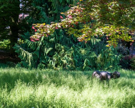 A lush garden scene featuring evergreen trees and Japanese maple with reddish-pink leaves. In the foreground is tall grass or meadow vegetation with what appears to be a dark statue or sculpture of what might be a hippo or similar animal partially visible in the grass. The image captures the contrast between the vibrant green conifers with drooping branches and the colorful deciduous foliage, creating a peaceful woodland garden atmosphere.