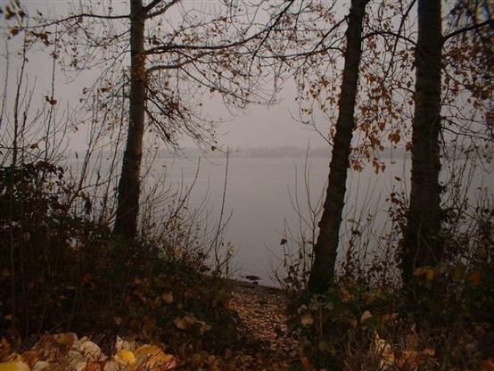 A dark night on the banks of the Columbia River, with bare trees silhouetted against the mist on the river itself.
