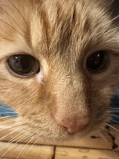 An extreme closeup of Loki's face. He's an orange tabby with freckles on his nose and even flecks of darker orange in his orange eyes. He loves you, but the brain cell is out to lunch at the moment. 
