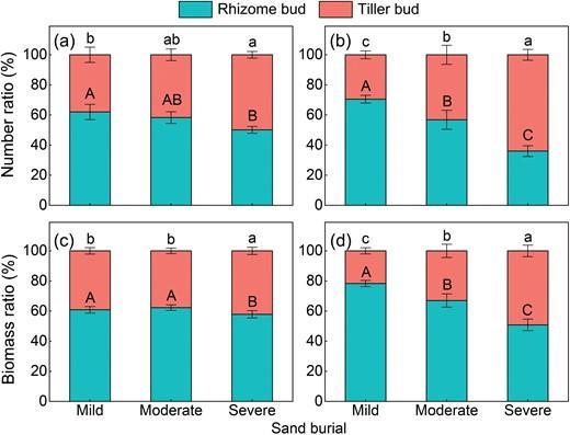The number ratio and biomass ratio (mean ± SE) of buds and panicles in two rhizomatous grasses (a and c—Psammochloa villosa; b and d—Phragmites australis) under different sand burial depths.