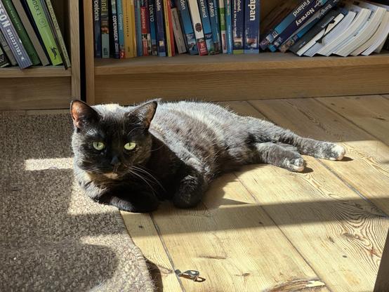 Doris, a tortoiseshell cat, lounging in a patch of sunlight on a wooden floor, her shoulder resting on the edge of a rug. Behind her is a shelf of travel books.