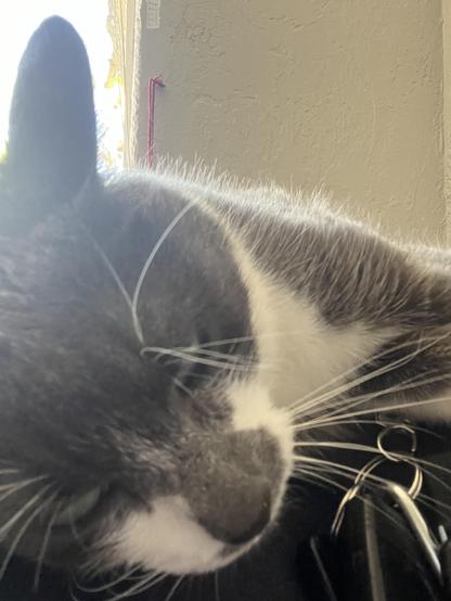 Here’s a picture of my piebald, gray and white cat Cogdat on my face