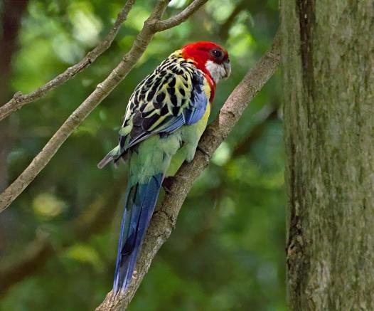 a parrot perched on a slender branch against a softly blurred woodland backdrop.