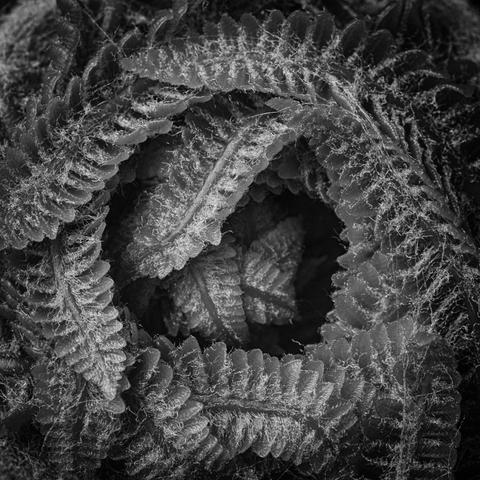 A detailed macro photograph of the coiled head of a young fern.
