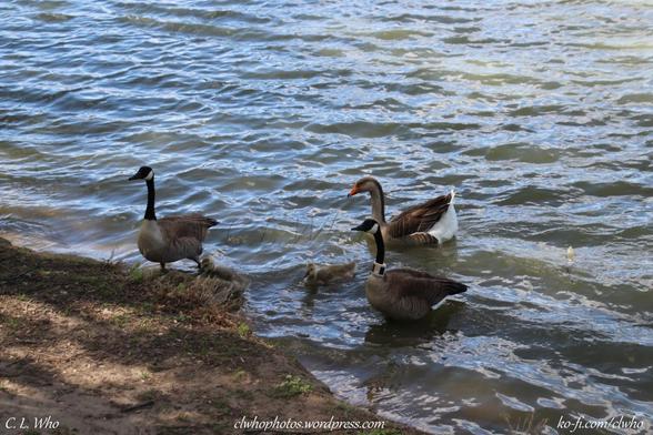 A family of Canadian geese and a gray goose reaching the shore of a lake.