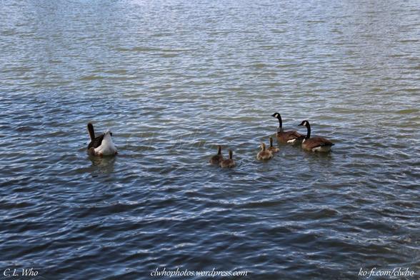 The family and gray goose at the shore.