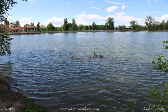 The family and gray goose in the water.